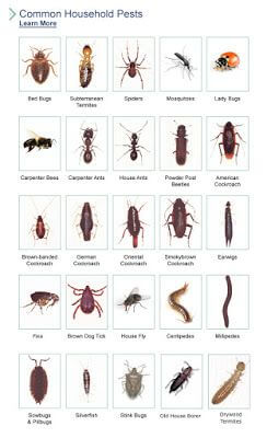Types of small bugs